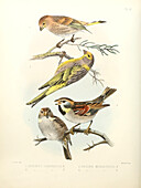 Finches and sparrows, 19th century illustration