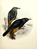 Tristram's starling, 19th century illustration