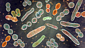 Bacteria of different shapes, illustration
