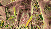 Biofilm of Mycobacterium tuberculosis bacteria, illustration