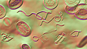 Borrelia bacteria in blood, illustration