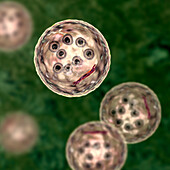 Cysts of Entamoeba coli protozoan, illustration