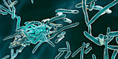 Erysipelothrix bacteria, illustration
