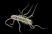 Escherichia coli bacteria, illustration