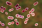 Lactococcus bacteria, illustration