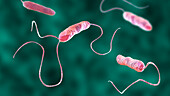 Stenotrophomonas maltophilia bacteria, illustration