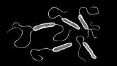 Stenotrophomonas maltophilia bacteria, illustration