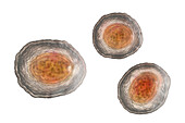 Eggs of the parasite Ascaris lumbricoides, illustration