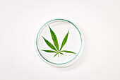 Cannabis leaf on a petri dish