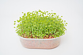 Microgreens in a plastic cup