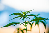 Cannabis in a field