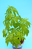 Flower pot medicinal plant with cannabis marijuana