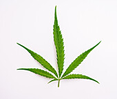 Cannabis leaf