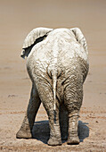 Rear view of a muddy elephant