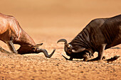 Blue wildebeest sparring with red hartebeest