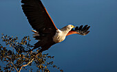 African fish eagle taking flight