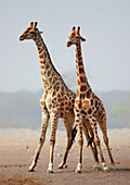Giraffes standing together
