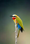White-fronted bee-eater