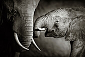 Elephant affection