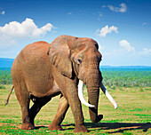 Elephant with large tusks