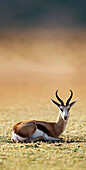 Springbok resting on green grass