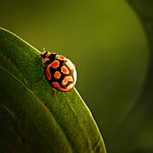 Ladybird perched on green leaf