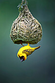Masked weaver at nest
