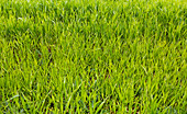 Grass lawn