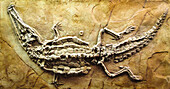 140 million years old alligator fossil