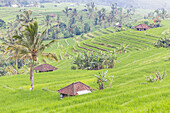 Jatiluwih rice terrace, Bali