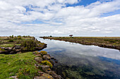 Tidal marsh in South Australia