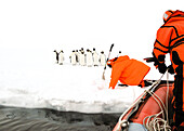 Scientists approaching a group of emperor penguins