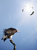 Vultures circling, composite image