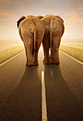 Elephants on road, composite image