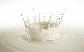 Milk crown splash with ripples, illustration