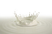 Milk crown splash, illustration