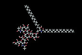 Molecule of Ganglioside GM2, illustration