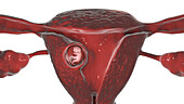 Human foetus at 8 weeks, illustration