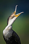Whitebreasted cormorant
