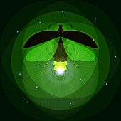 Firefly, illustration