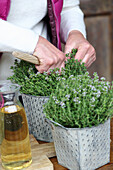 Flowering thyme in a pot for homemade thyme syrup (cough remedy)