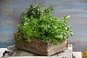 Wooden box with fresh herbs