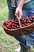 Freshly harvested cherries in a basket