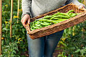 Freshly harvested broad beans in a basket