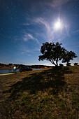Tree casting a long shadow next to Alqueva Lake, Portugal