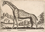 Giraffe, 17th century illustration