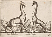 Two Indian camels, 16th century illustration