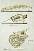 Skeletal parts of a giraffe, 18th century illustration