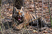 Young Bengal tiger cub snarling