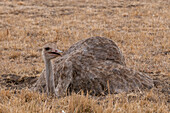 Female common ostrich nesting